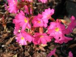 primula-rosea-gigas