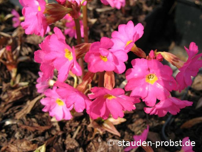 Primula rosea 'Gigas' - Rosenprimel
