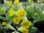 primula-veris-2
