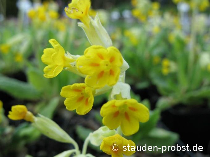 Primula veris - Duftende Schlüsselblume