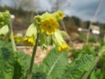 primula-veris