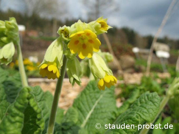 Primula veris - Duftende Schlüsselblume