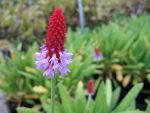primula-vialii