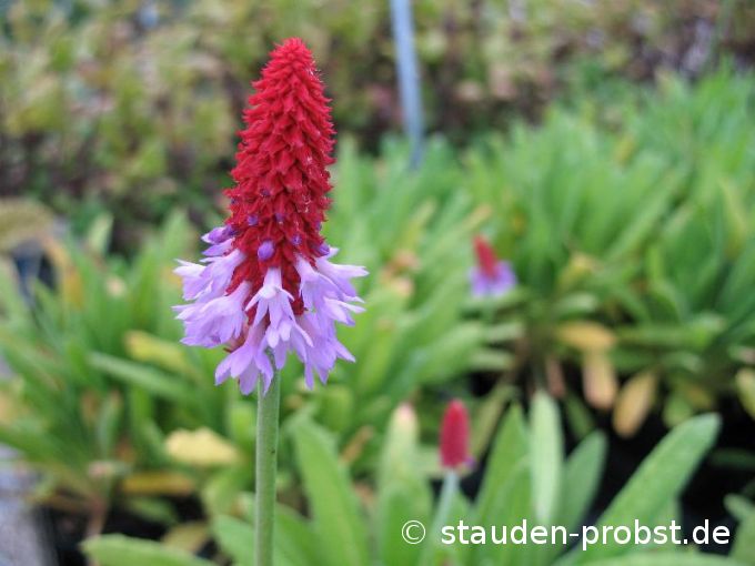 Primula vialii - Orchideenprimel