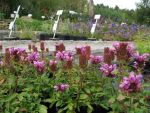 prunella-grandiflora-gruss-aus-isernhagen-2