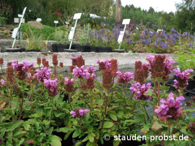 Prunella grandiflora 'Gruß aus Isernhagen' - Braunelle