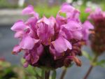 prunella-grandiflora-gruss-aus-isernhagen