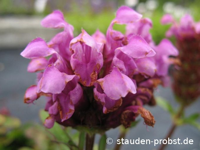 Prunella grandiflora 'Gruß aus Isernhagen' - Braunelle