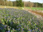 pulmonaria-angustifolia-azurea-2