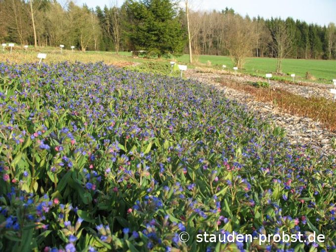 Pulmonaria angustifolia 'Azurea' - Lungenkraut