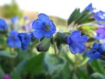 pulmonaria-angustifolia-azurea