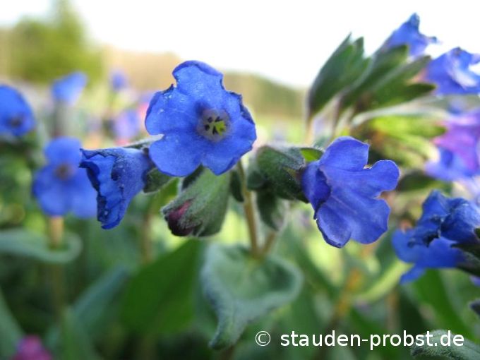 Pulmonaria angustifolia 'Azurea' - Lungenkraut