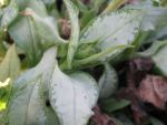 pulmonaria-argentea-2