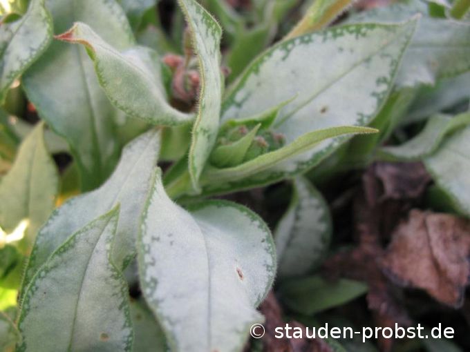 Pulmonaria saccharata 'Argentea' - Geflecktes Lungenkraut