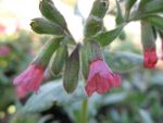 pulmonaria-argentea