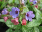 pulmonaria-mrs-moon-2