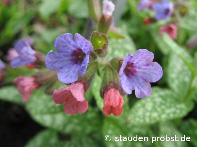 Pulmonaria saccharata 'Mrs. Moon' - Geflecktes Lungenkraut