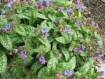 pulmonaria-mrs-moon