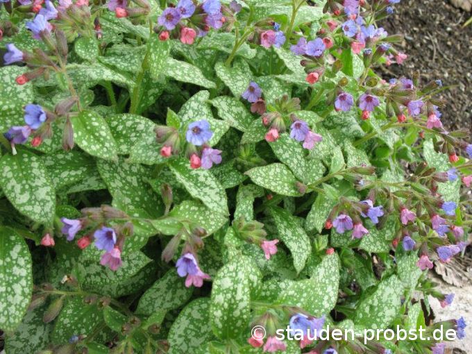 Pulmonaria saccharata 'Mrs. Moon' - Geflecktes Lungenkraut
