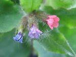 pulmonaria-officinalis-bamberg