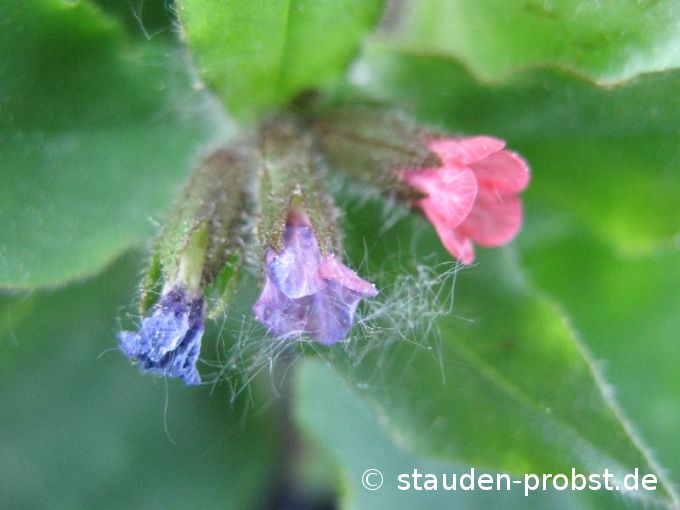 Pulmonaria officinalis 'Bamberg' - Lungenkraut