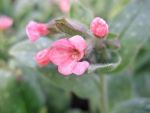 pulmonaria-pink-dawn