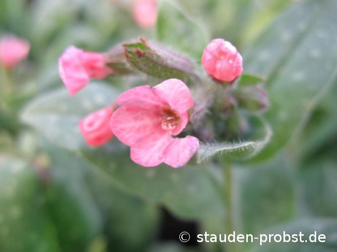 Pulmonaria saccharata 'Pink Dawn' - Geflecktes Lungenkraut