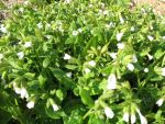 pulmonaria-saccharata-sissinghurst-white-2