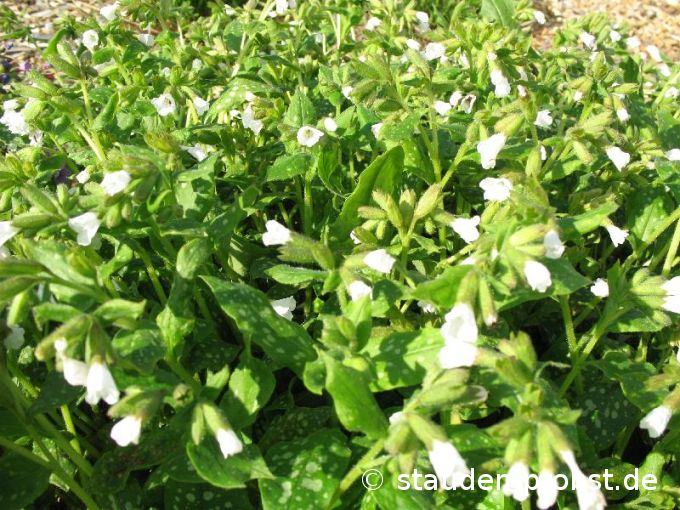 Pulmonaria saccharata 'Sissinghurst White' - Lungenkraut