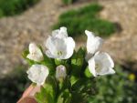 pulmonaria-saccharata-sissinghurst-white
