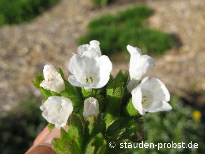 Pulmonaria saccharata 'Sissinghurst White' - Lungenkraut