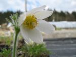 pulsatilla-vulgaris-alba
