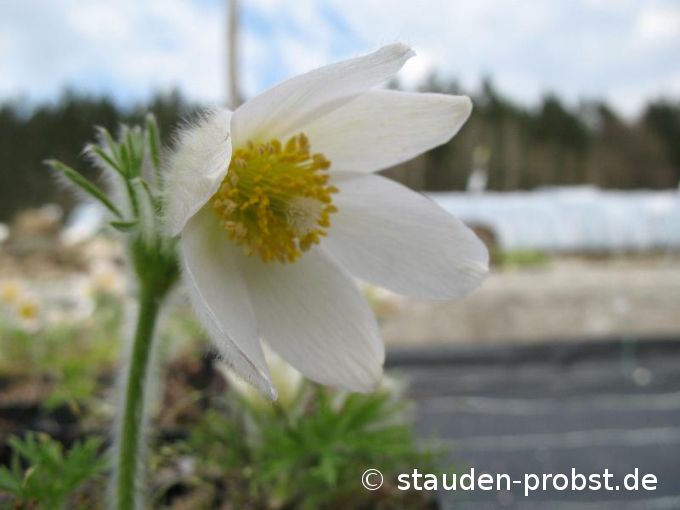 Pulsatilla vulgaris 'Alba' - Küchenschelle, Pelzanemone
