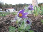 pulsatilla-vulgaris-blaue-glocke-2