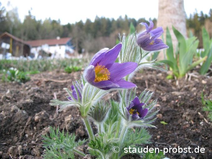 Pulsatilla vulgaris 'Blaue Glocke' - Küchenschelle, Pelzanemone