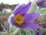 pulsatilla-vulgaris-blaue-glocke
