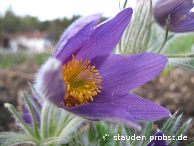 Pulsatilla vulgaris 'Blaue Glocke' - Küchenschelle, Pelzanemone