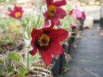 pulsatilla-vulgaris-rote-glocke