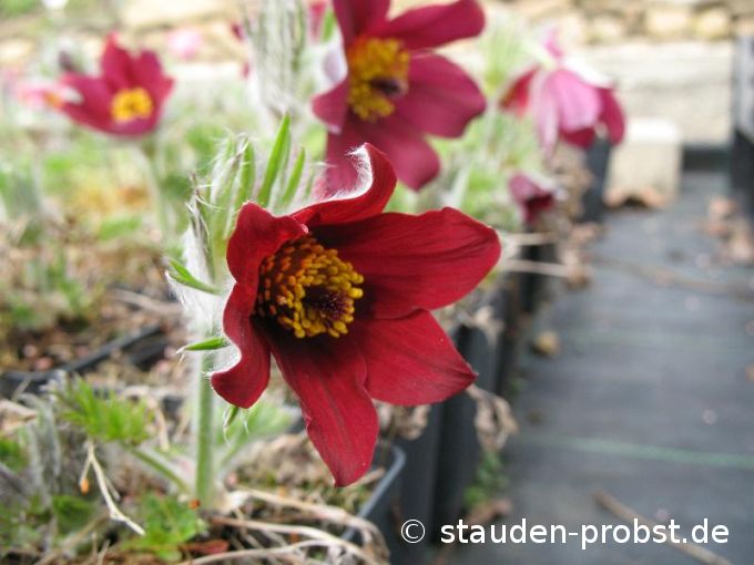 Pulsatilla vulgaris 'Rote Glocke' - Küchenschelle, Pelzanemone