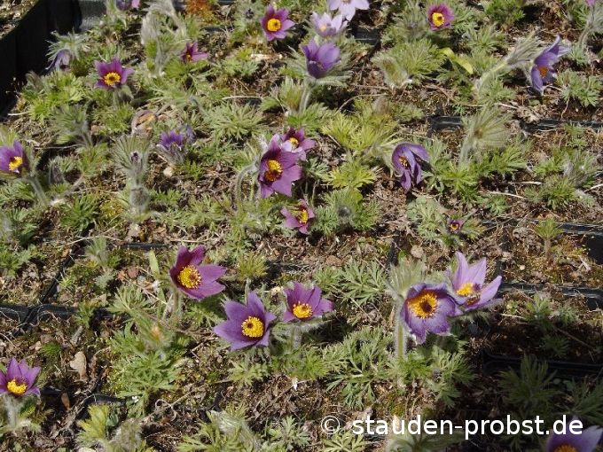 Pulsatilla vulgaris - Küchenschelle, Kuhschelle, Pelzanemone