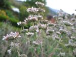pycnanthemum-pilosum-2