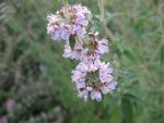 pycnanthemum-pilosum
