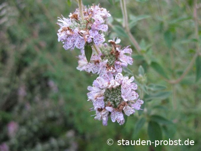 Pycnanthemum pilosum - Amerikanische Bergminze