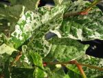 reynoutria-japonica-var-compacta-variegata-2