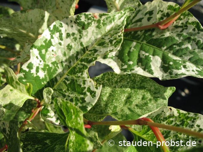 Reynoutria japonica var. compacta 'Variegata' - Japanischer Flügelknöterich