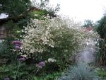 reynoutria-japonica-var-compacta-variegata