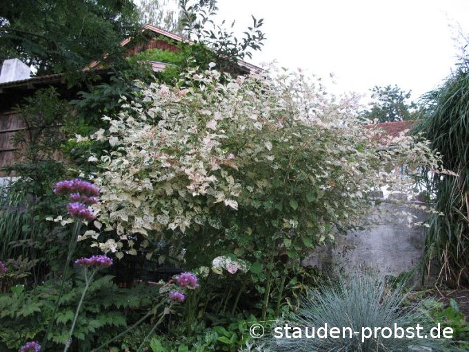 Reynoutria japonica v. compacta 'Variegata' - Jap. Flügelknöterich