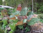 rheum-palmatum-tanguticum-2