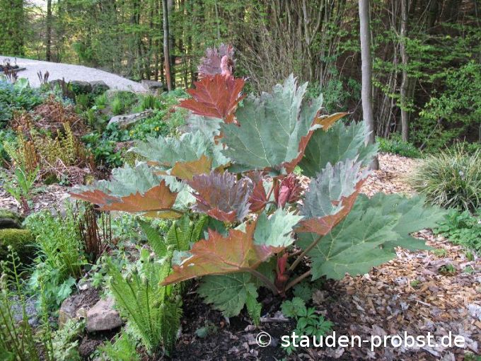 Rheum palmatum v. tanguticum - Zierrhabarber