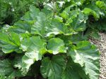 rheum-rhabarbarum-holsteiner-blut